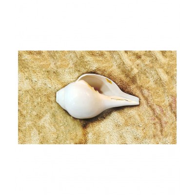 Blowing Shankh with Brass Stand Blowing Shankh Natural for Pooja Loud & Vamavarti (White) Pooja/Pujan Conch 5.5 inch with brass stand