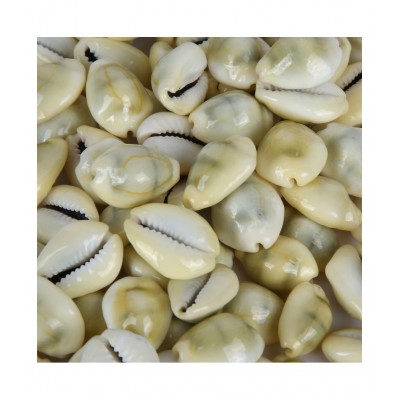 Bovzen Natural Yellow Cowrie Shells set of 11