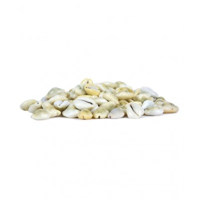 Bovzen Natural Yellow Cowrie Shells set of 11