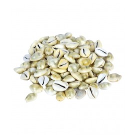Bovzen Natural Yellow Cowrie Shells set of 11