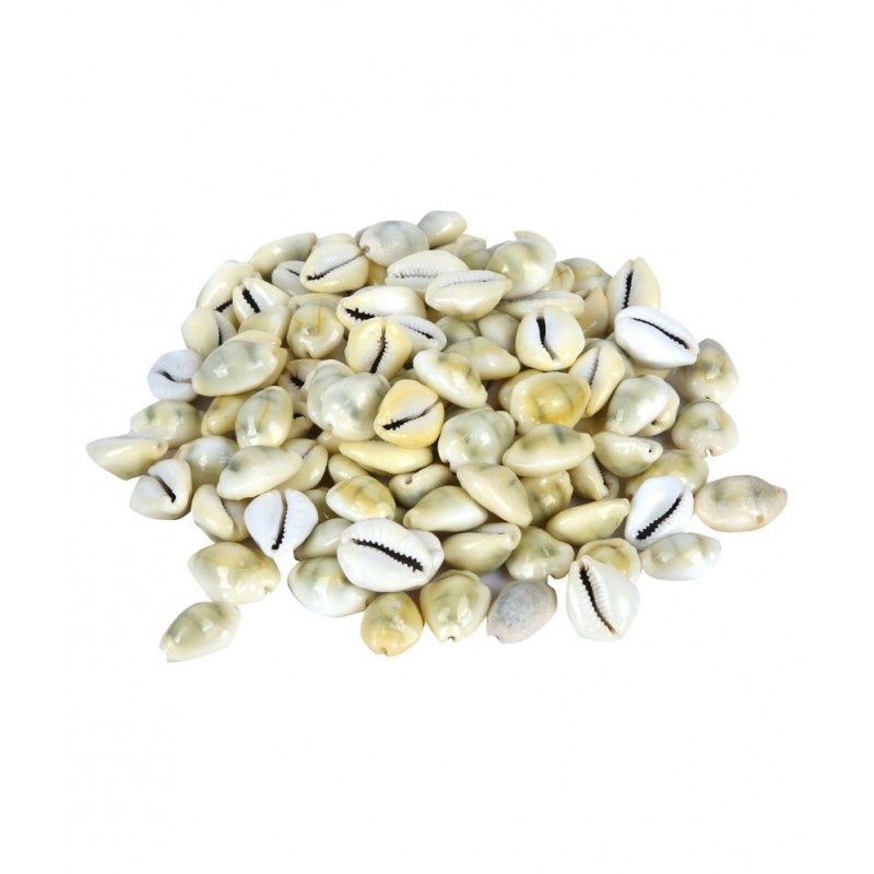 Bovzen Natural Yellow Cowrie Shells set of 11