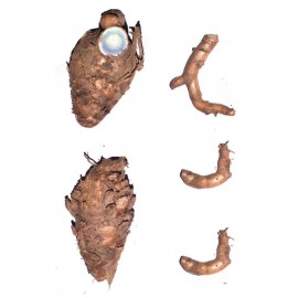 CHEZEL® Black Turmeric Kali haldi kappu manjal 5 Pieces