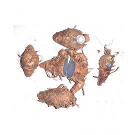 CHEZEL® Mother Rhizoms of Kali Haldi Black Turmeric Curcuma Caesia Fresh Live Bulbs Recent Harvest (5 Pieces)