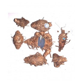 CHEZEL® Mother Rhizoms of Kali Haldi Black Turmeric Curcuma Caesia Fresh Live Bulbs Recent Harvest (7 Pieces)