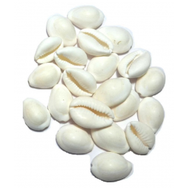 CHEZEL® Natural White Cowry GAVVALU KODI KAURI Cowrie (108 Pieces)