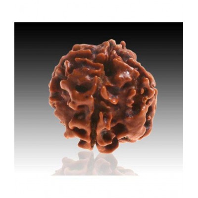 Certified 4 Mukhi Rudraksha Four Mukhi Nepali Certified Rudraksha Beads
