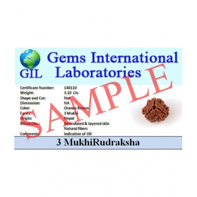 Certified 4 Mukhi Rudraksha Four Mukhi Nepali Certified Rudraksha Beads