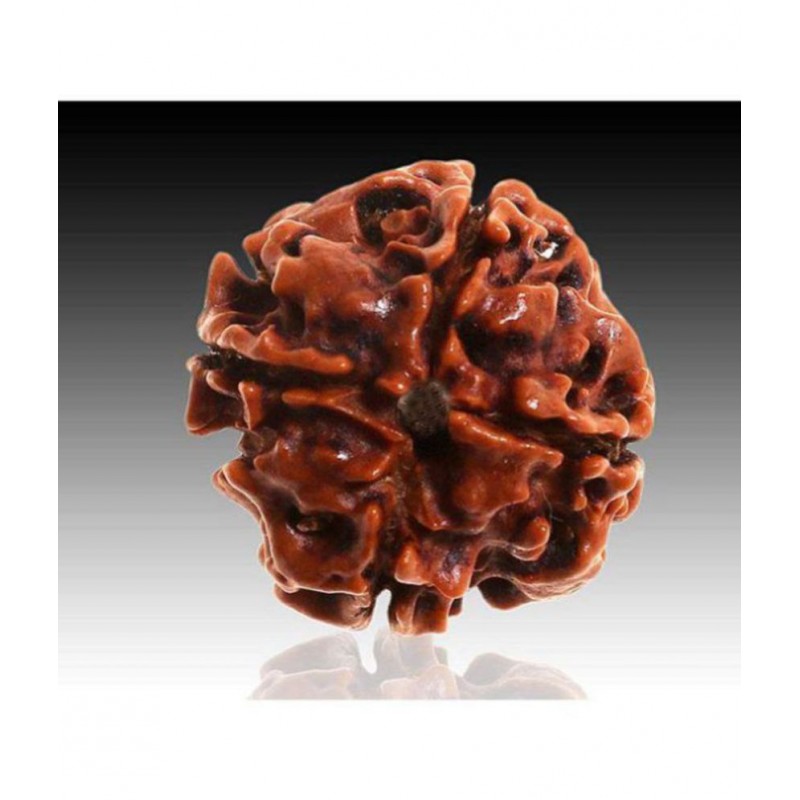 Certified 4 Mukhi Rudraksha Four Mukhi Nepali Certified Rudraksha Beads