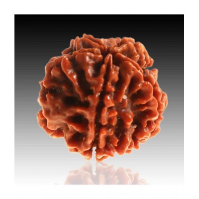 Certified 5 Mukhi Nepali Certified Five Mukhi Rudraksha Beads