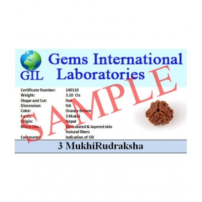 Certified 5 Mukhi Nepali Certified Five Mukhi Rudraksha Beads