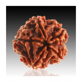 Certified 5 Mukhi Nepali Certified Five Mukhi Rudraksha Beads