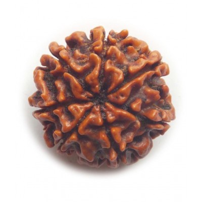 Certified Genuine Seven Face 7 Mukhi Nepali Rudraksha Spritual Chakra Healing Loose Bead