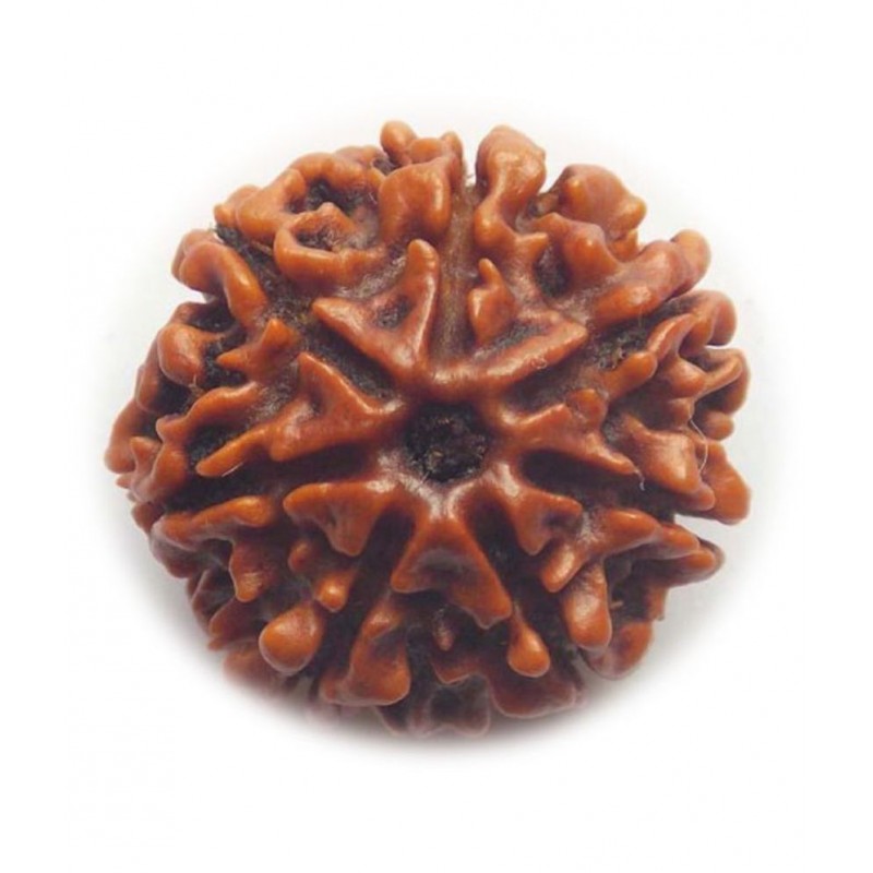 Certified Genuine Seven Face 7 Mukhi Nepali Rudraksha Spritual Chakra Healing Loose Bead