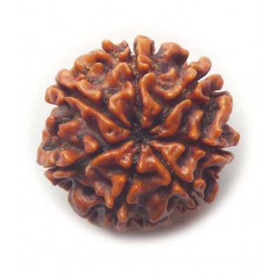 Certified Genuine Seven Face 7 Mukhi Nepali Rudraksha Spritual Chakra Healing Loose Bead
