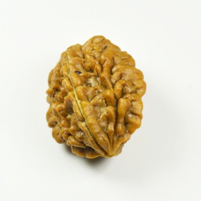 Certified Natural Real 2 Face 2 Mukhi Rudraksha Bead Nepali Loose Chakra Healing Daily Use