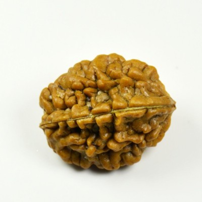 Certified Natural Real 2 Face 2 Mukhi Rudraksha Bead Nepali Loose Chakra Healing Daily Use