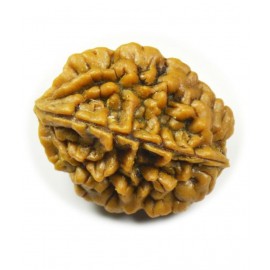 Certified Natural Real 2 Face 2 Mukhi Rudraksha Bead Nepali Loose Chakra Healing Daily Use