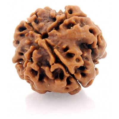 Certified Natural Real 4 Face 4 Mukhi Rudraksha Bead Nepali Loose Chakra Healing Daily Use