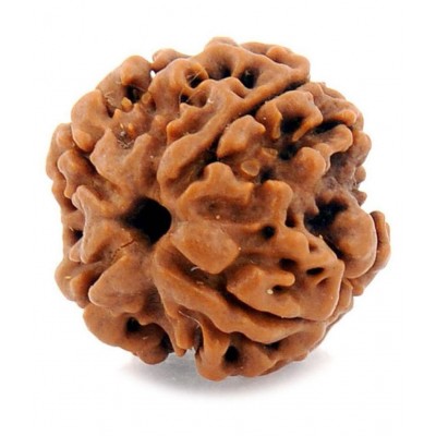 Certified Natural Real 4 Face 4 Mukhi Rudraksha Bead Nepali Loose Chakra Healing Daily Use