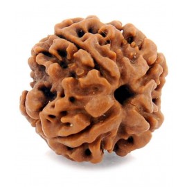 Certified Natural Real 4 Face 4 Mukhi Rudraksha Bead Nepali Loose Chakra Healing Daily Use