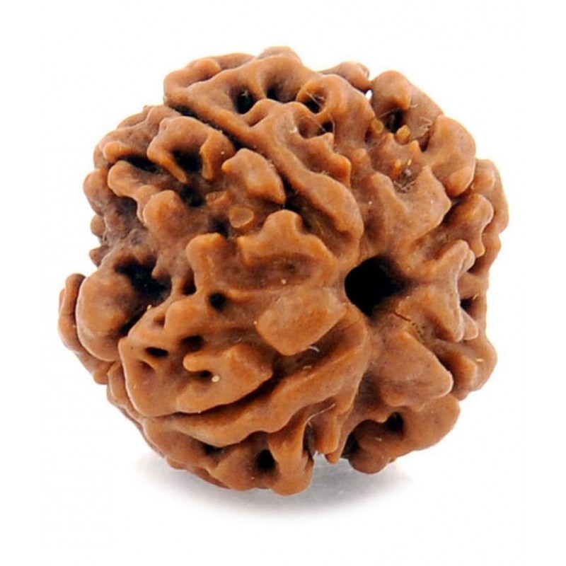 Certified Natural Real 4 Face 4 Mukhi Rudraksha Bead Nepali Loose Chakra Healing Daily Use