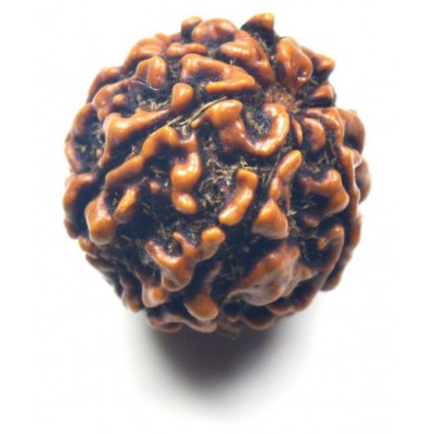 Certified Natural Real 7 Face 7 Mukhi Rudraksha Bead Nepali Loose Chakra Healing Daily Use