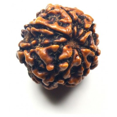 Certified Natural Real 7 Face 7 Mukhi Rudraksha Bead Nepali Loose Chakra Healing Daily Use