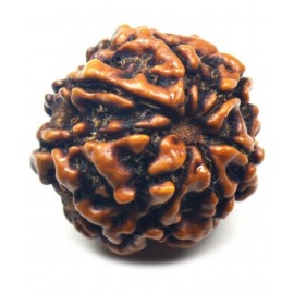 Certified Natural Real 7 Face 7 Mukhi Rudraksha Bead Nepali Loose Chakra Healing Daily Use