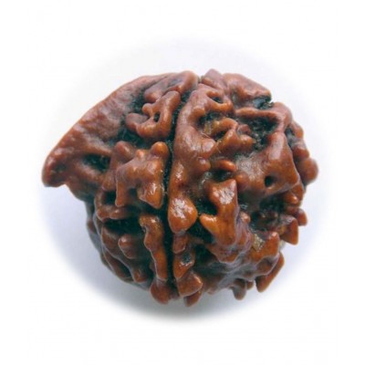 Certified Natural Real Shree Ganesha Rudraksha Bead Nepali Loose Chakra Healing Daily Use