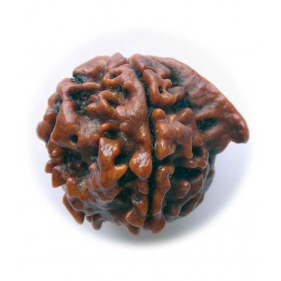 Certified Natural Real Shree Ganesha Rudraksha Bead Nepali Loose Chakra Healing Daily Use