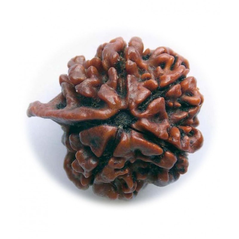 Certified Natural Real Shree Ganesha Rudraksha Bead Nepali Loose Chakra Healing Daily Use