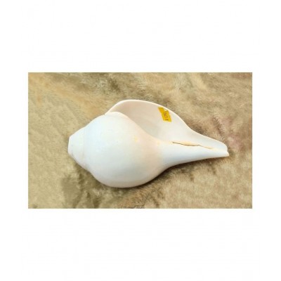 Conch Shell Loud Blowing Baynavarti Vamavarti Shankh for Pooja Article Aarti Instrument 5.5 inch with brass stand