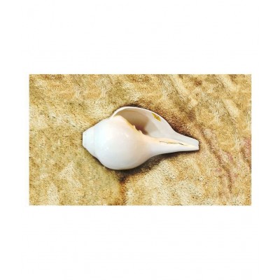 Conch Shell Loud Blowing Baynavarti Vamavarti Shankh for Pooja Article Aarti Instrument 5.5 inch with brass stand