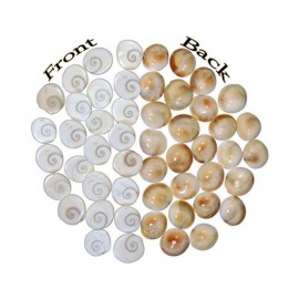 DEV RATNA KENDRA ORIGINAL 21 GOMTI CHAKRA FOR RELIGIOUS AND SPIRITUAL PURPOSES DEV RATNA KENDRA ORIGINAL 21 GOMTI CHAKRA FOR RELIGIOUS AND SPIRITUAL PURPOSES