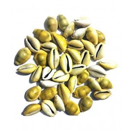 DEV RATNA KENDRA ORIGINAL YELLOW COWRIES 21 PIECES DEV RATNA KENDRA ORIGINAL YELLOW COWRIES 21 PIECES