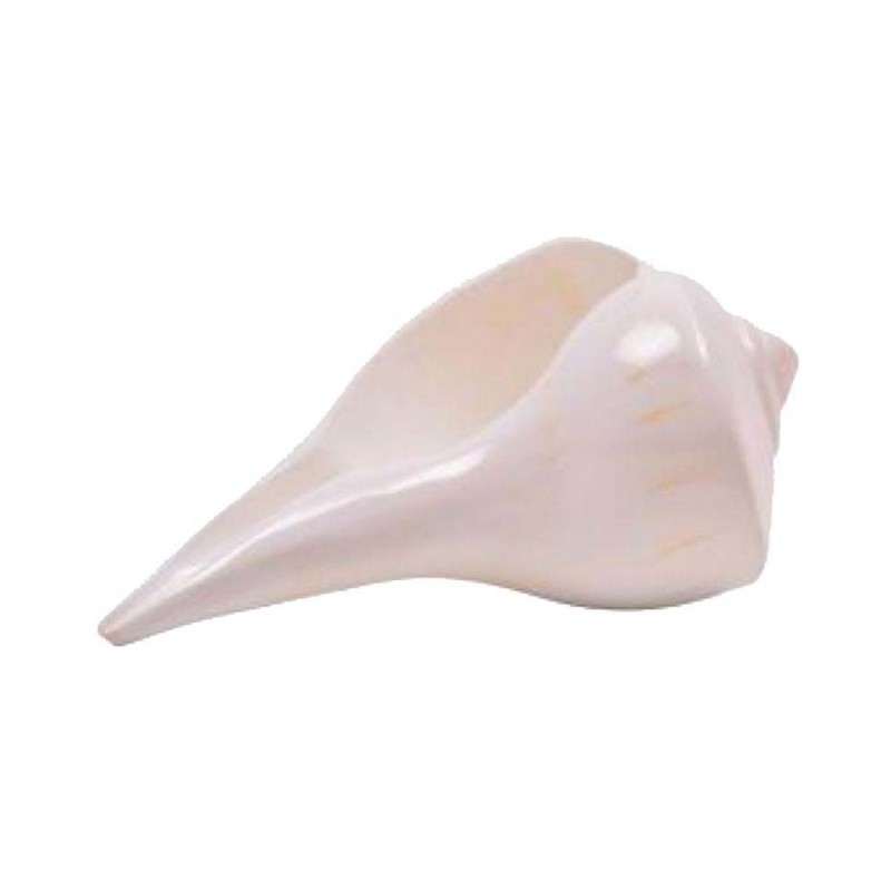 Dakshinavarti Laxmi Shankh / Conch ( Size 2 To 3 Inch ) Dakshinavarti Laxmi Shankh / Conch ( Size 2 To 3 Inch )