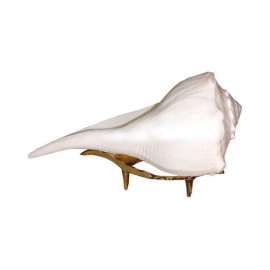 Dakshinavarti Shankh with Brass Stand