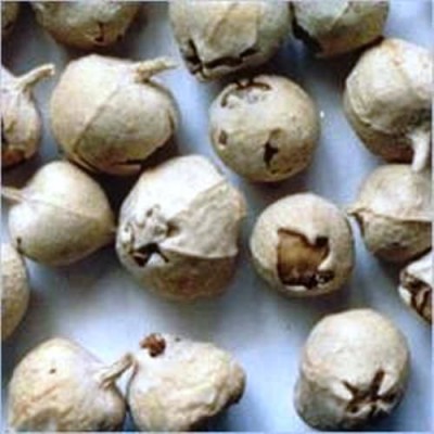 Desiilaaz पनीर फूल / PANEER PHOOL / PANEER DODI Tablet 400 gm Pack Of 1
