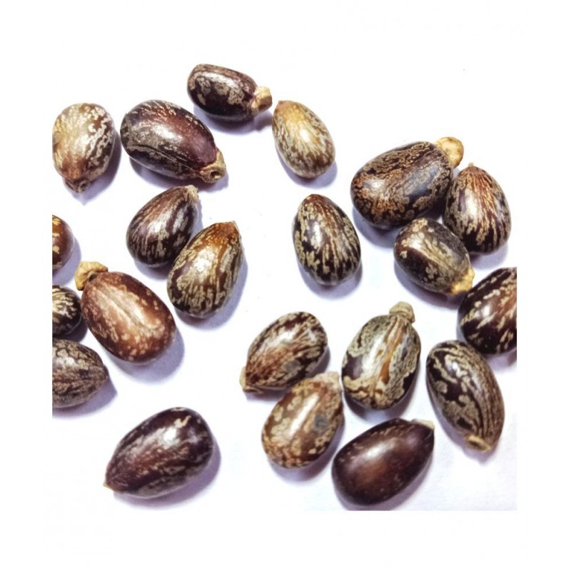 Desiilaaz अरंडी के बीज/ARANDI or CASTOR SEEDS Capsule 1 kg Pack Of 1