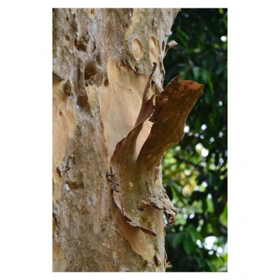 Desiilaaz ARJUNA PEEL /TERMINALIA/ARJUNA HERB/KAHU Raw Herbs 400 gm Pack Of 1