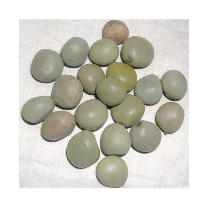 Desiilaaz SAGARGOTA / CAESALPINIA BONDUCELLA Raw Herbs 250 gm Pack Of 1