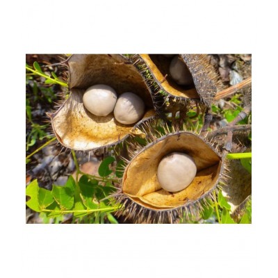 Desiilaaz SAGARGOTA / CAESALPINIA BONDUCELLA Raw Herbs 250 gm Pack Of 1