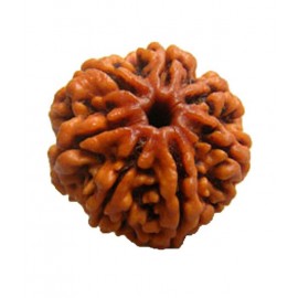 Divine Brown 7 Mukhi Rudraksh Divine Brown 7 Mukhi Rudraksh