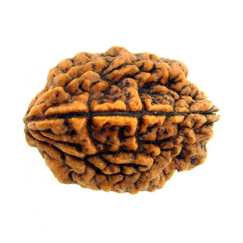 Divya Jyoti 2 Mukhi Rudraksha