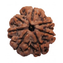 Divya Jyoti 7 Mukhi Rudraksha Divya Jyoti 7 Mukhi Rudraksha