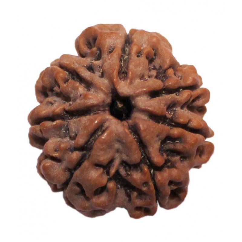 Divya Jyoti 7 Mukhi Rudraksha