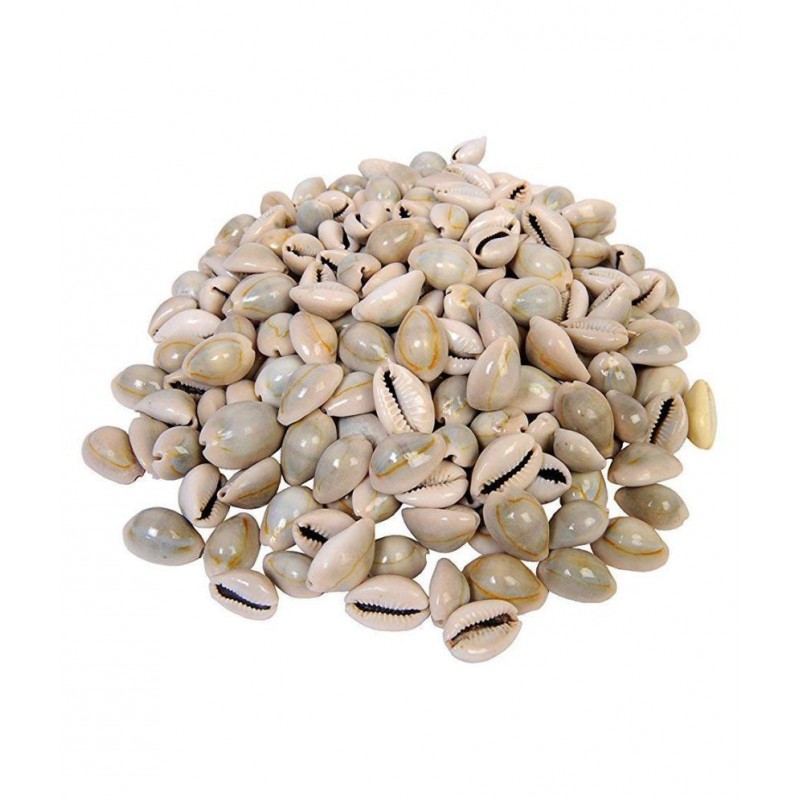 Divya Shakti Natural Cowrie Kuari Kodi Sea Shells, Standard, Multicolour -Set of 151 Pieces