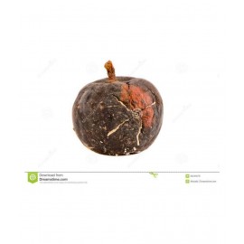 Dried - Madiphalam - Madiphal - Madi Phal - Citron Fruit - Rare to Find - Kadara - Bijoura - for Havan & Homam Purpose - 1 Piece Dried - Madiphalam - Madiphal - Madi Phal - Citron Fruit - Rare to Find - Kadara - Bijoura - for Havan & Homam Purpose - 1 Piece