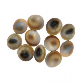 Ever Forever  Very Rare Natural Gomati Chakra  11 Pcs Ever Forever  Very Rare Natural Gomati Chakra  11 Pcs