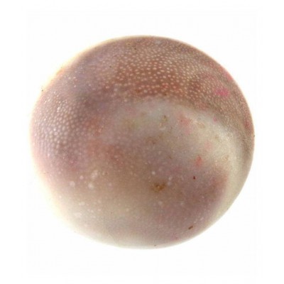 Ever Forever Very Rare Natural Big Size Gomati Chakra 3-4 Cm Approx - 1 Piece